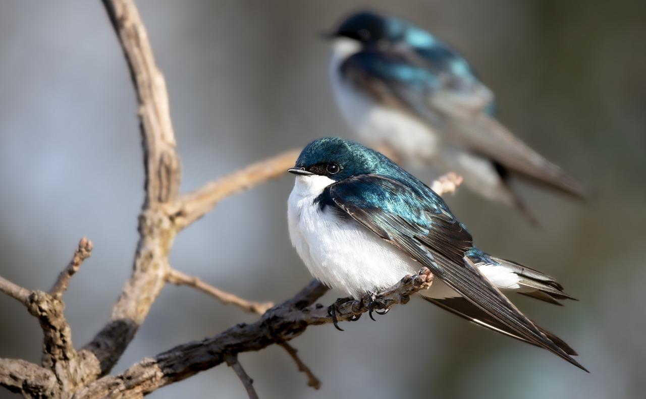 What do you feed tree swallows? 