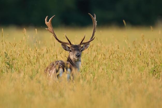 What does a Guyanese buck look like? 