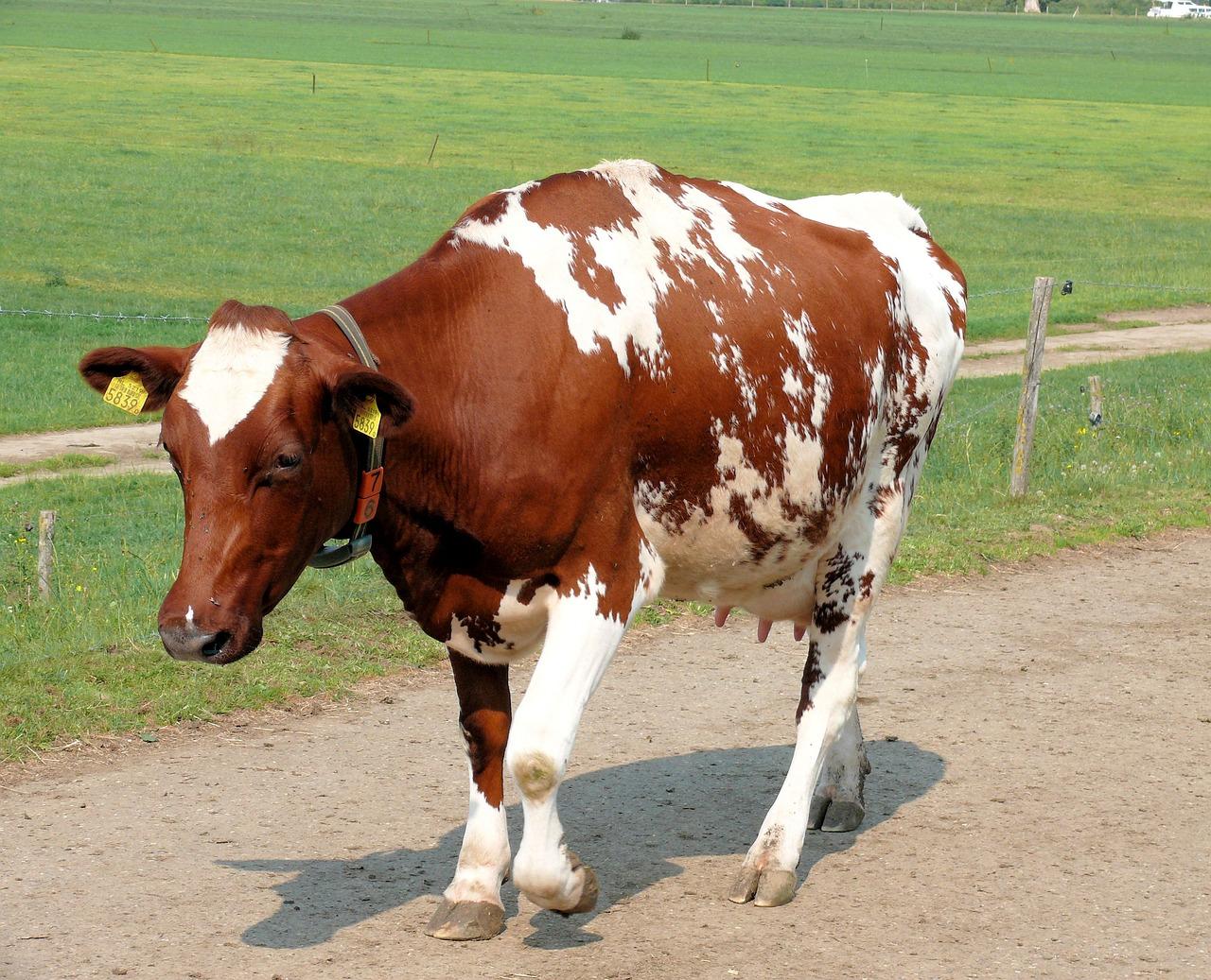 What does a roan cow look like? 