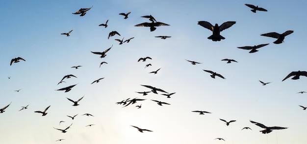 What does it mean when a flock of birds fly in circles? 