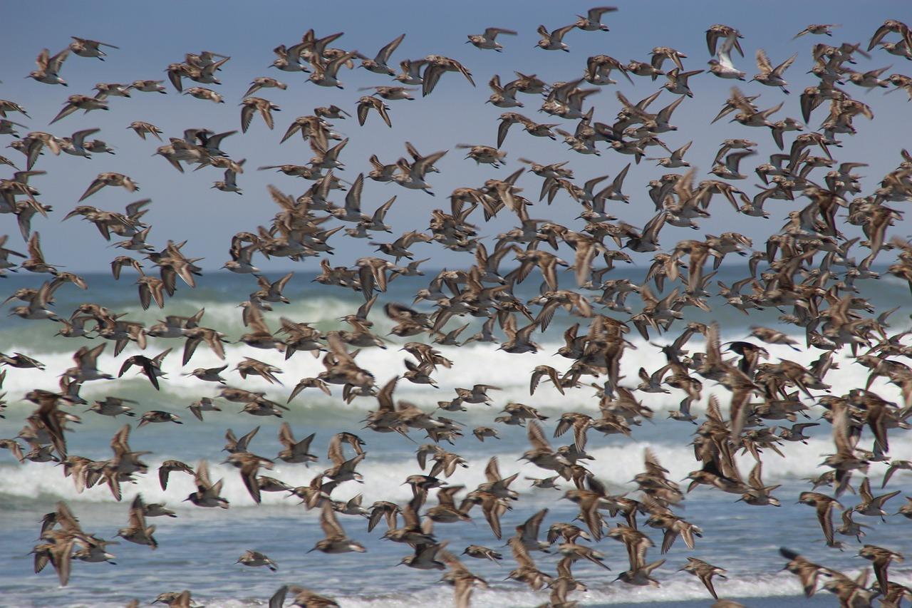 What does it mean when you see a swarm of birds? 