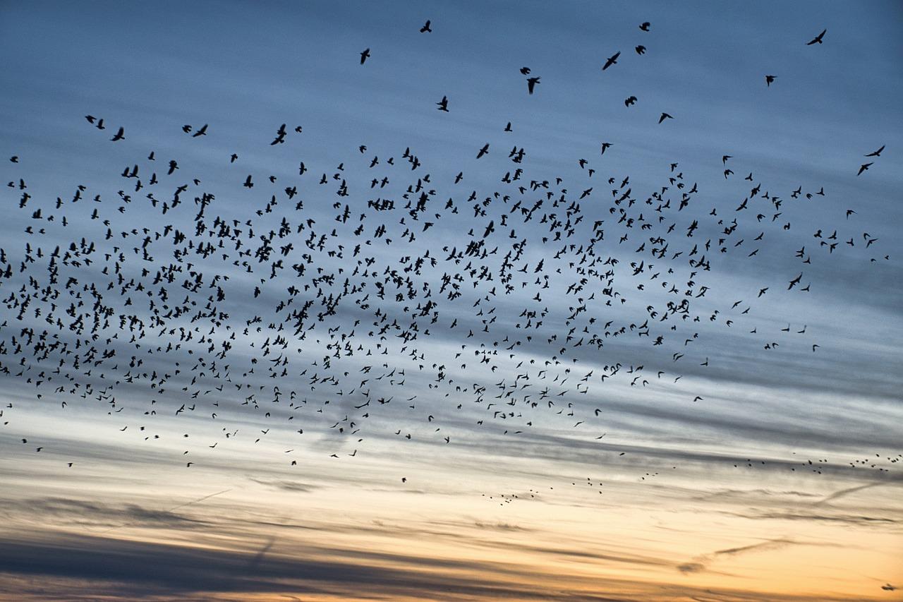 What does it mean when you see a swarm of birds? 