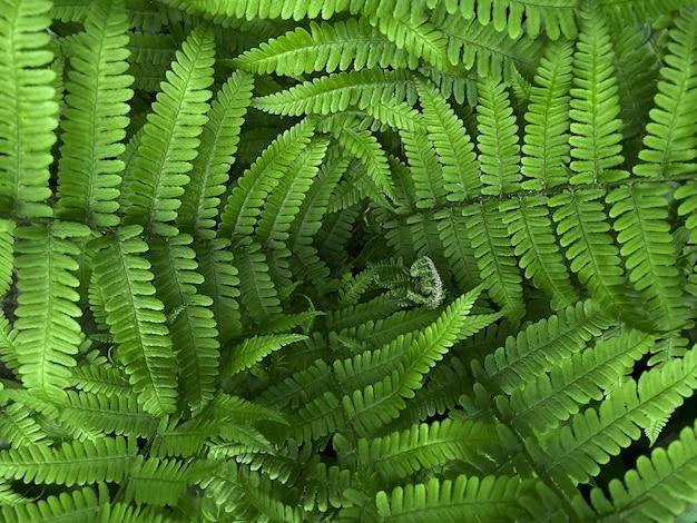 What ferns are poisonous to humans? 