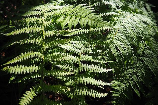 What ferns are poisonous to humans? 