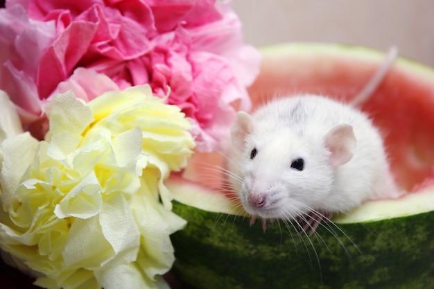 What flowers do mice eat? 