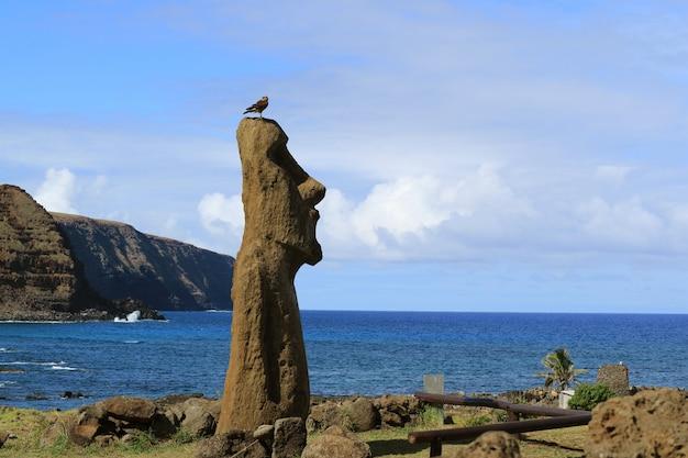 What happened to all the birds on Easter Island? 