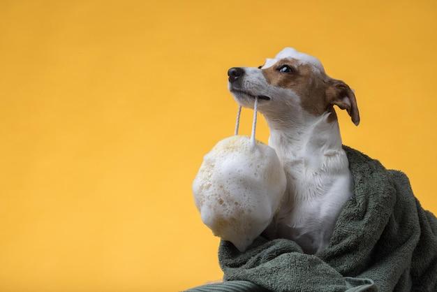What happens if a dog eats before getting spayed? 