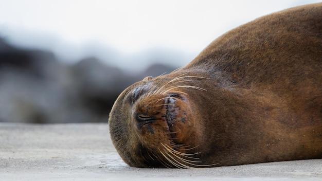 What happens if sea lions go extinct? 