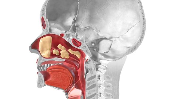 What happens when you swallow too much mucus? 