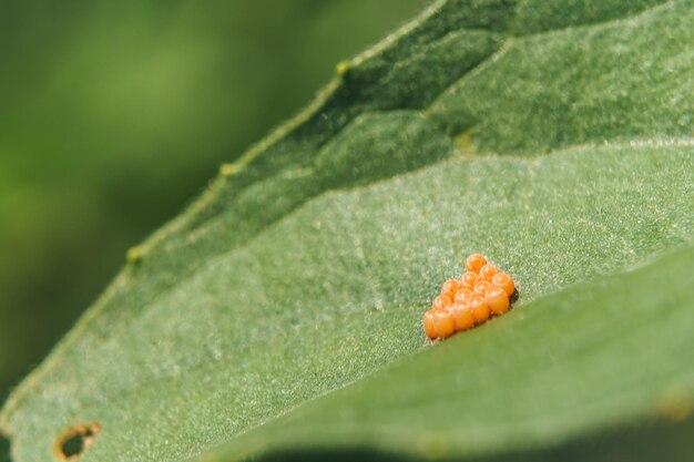 What insect lays tiny orange eggs? 