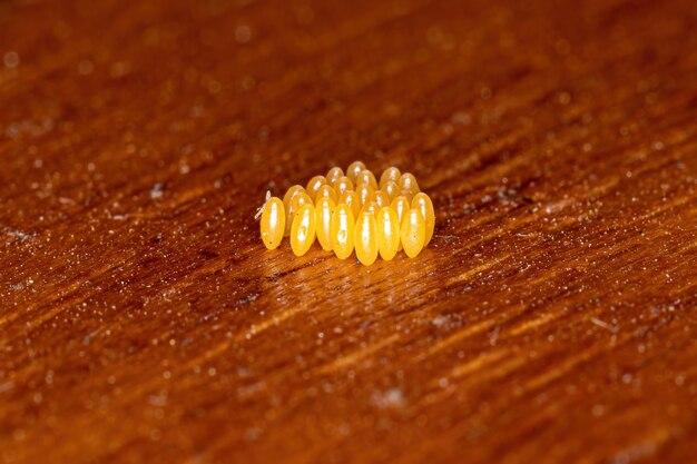 What insect lays tiny orange eggs? 