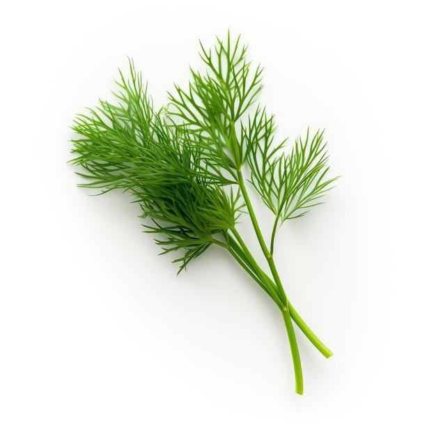 What is a dill sprig? 