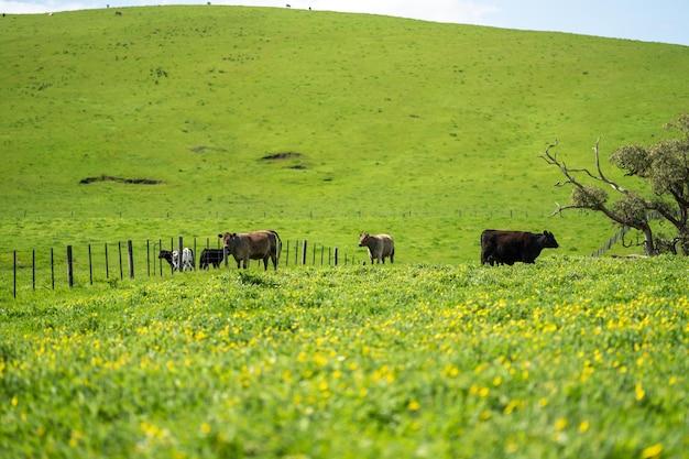 What is paddock in agriculture? 