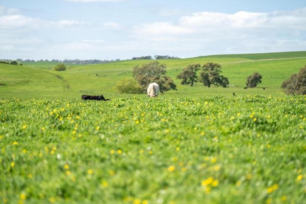 What is paddock in agriculture? 