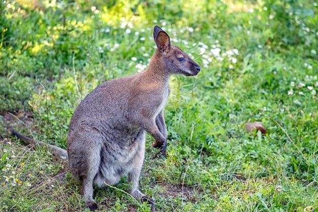 What is a small kangaroo called? 