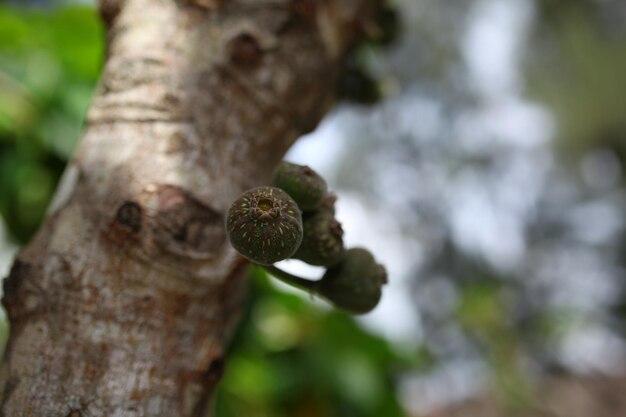 What is fig called in Odia? 