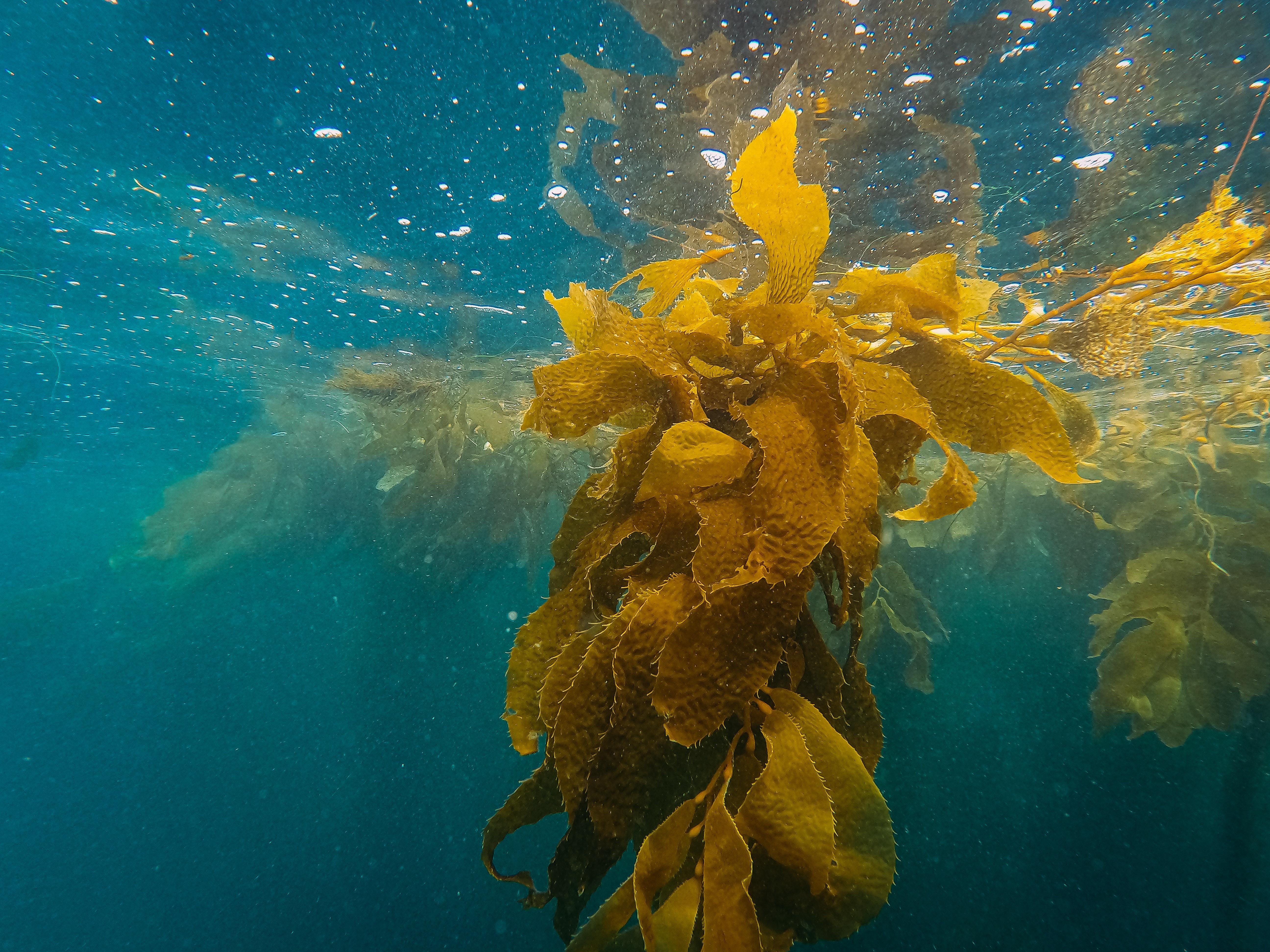 What is kelp made of? 