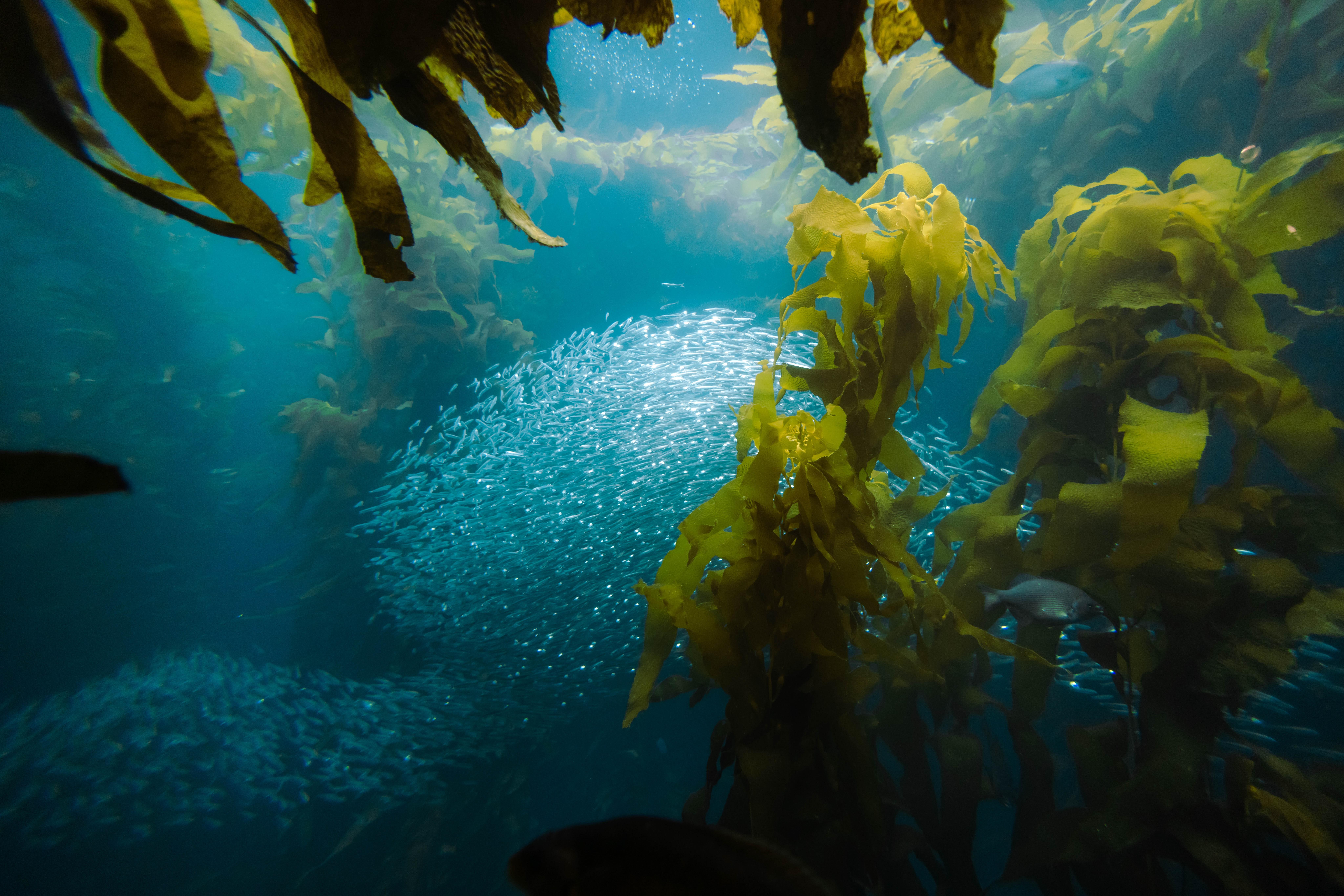 What is kelp made of? 