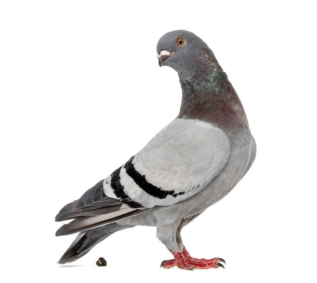 What is Pigeon Potty called in English? 