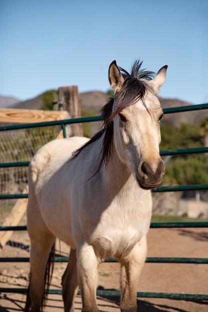 What is the life expectancy of a Mustang horse? 