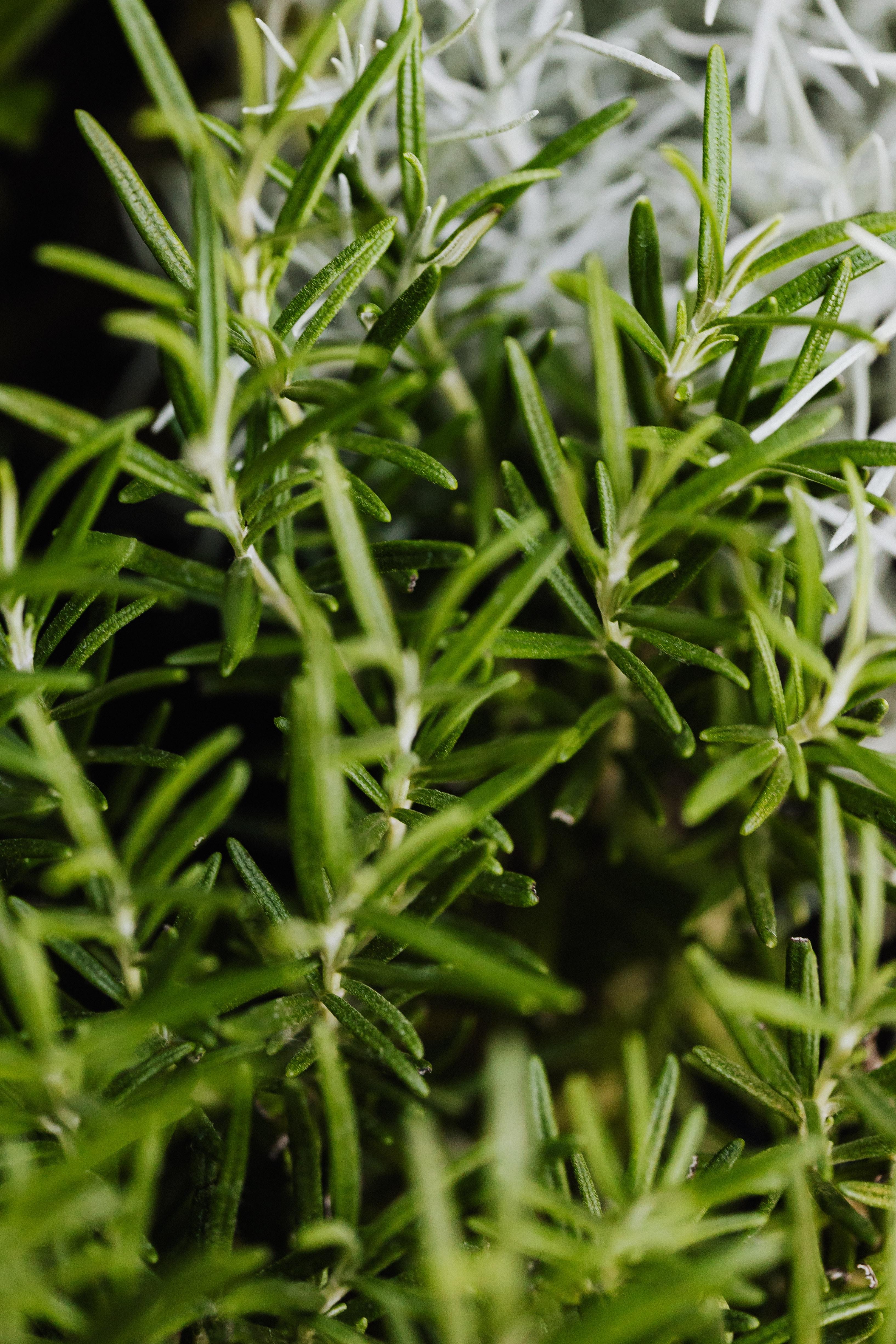 What is the lifespan of a rosemary plant? 