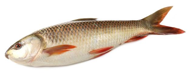 What is the name of Rohu fish in English? 