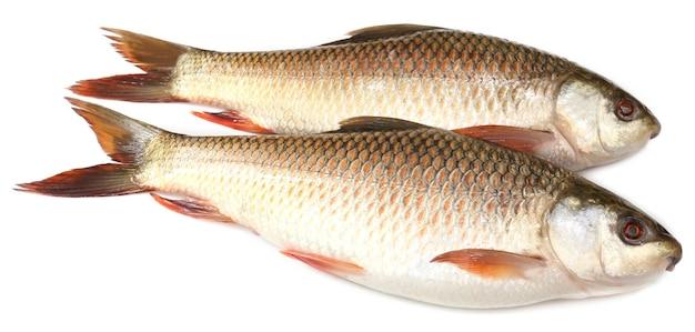 What is the name of Rohu fish in English? 