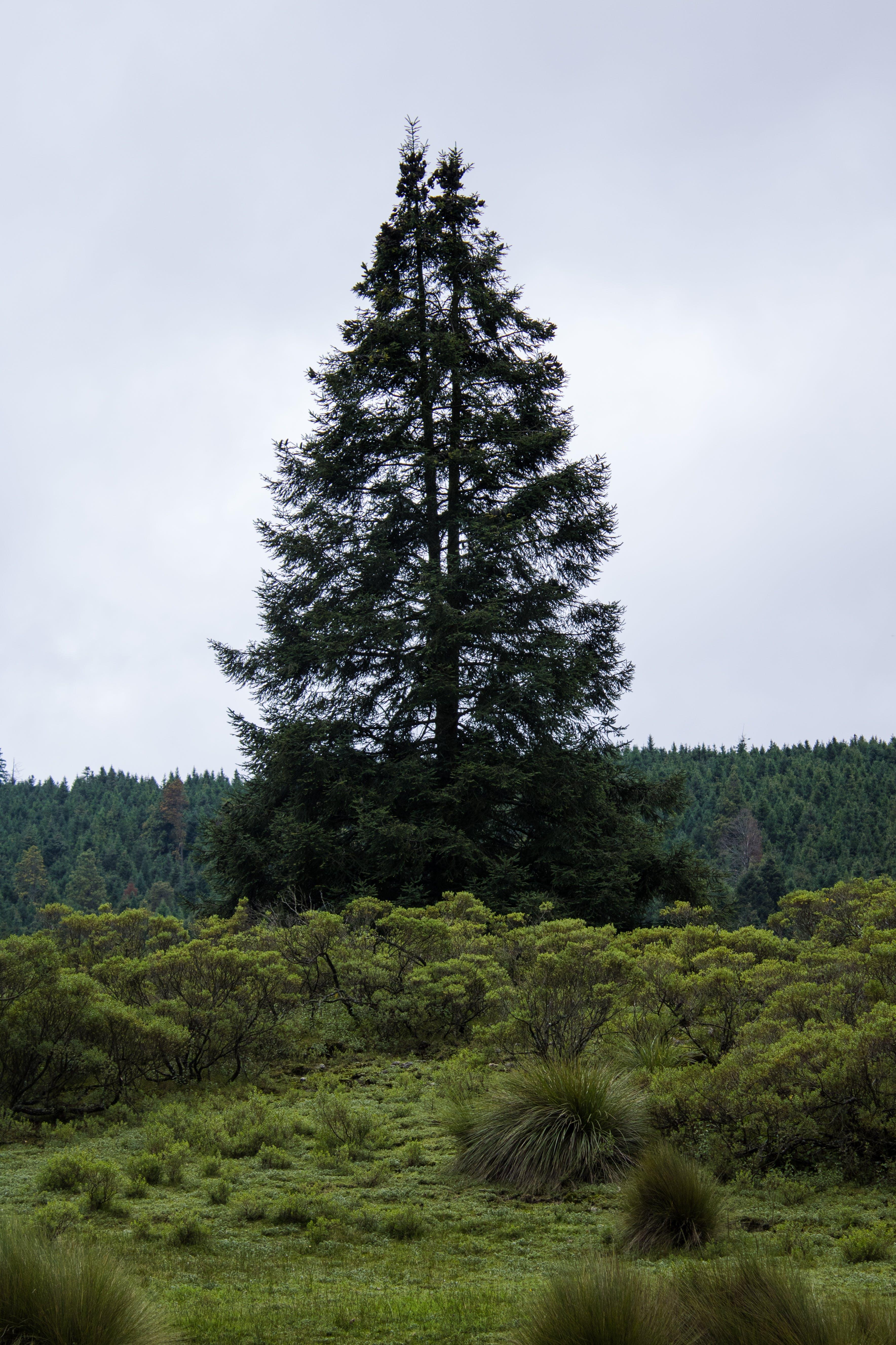 What is the tallest Bush? 