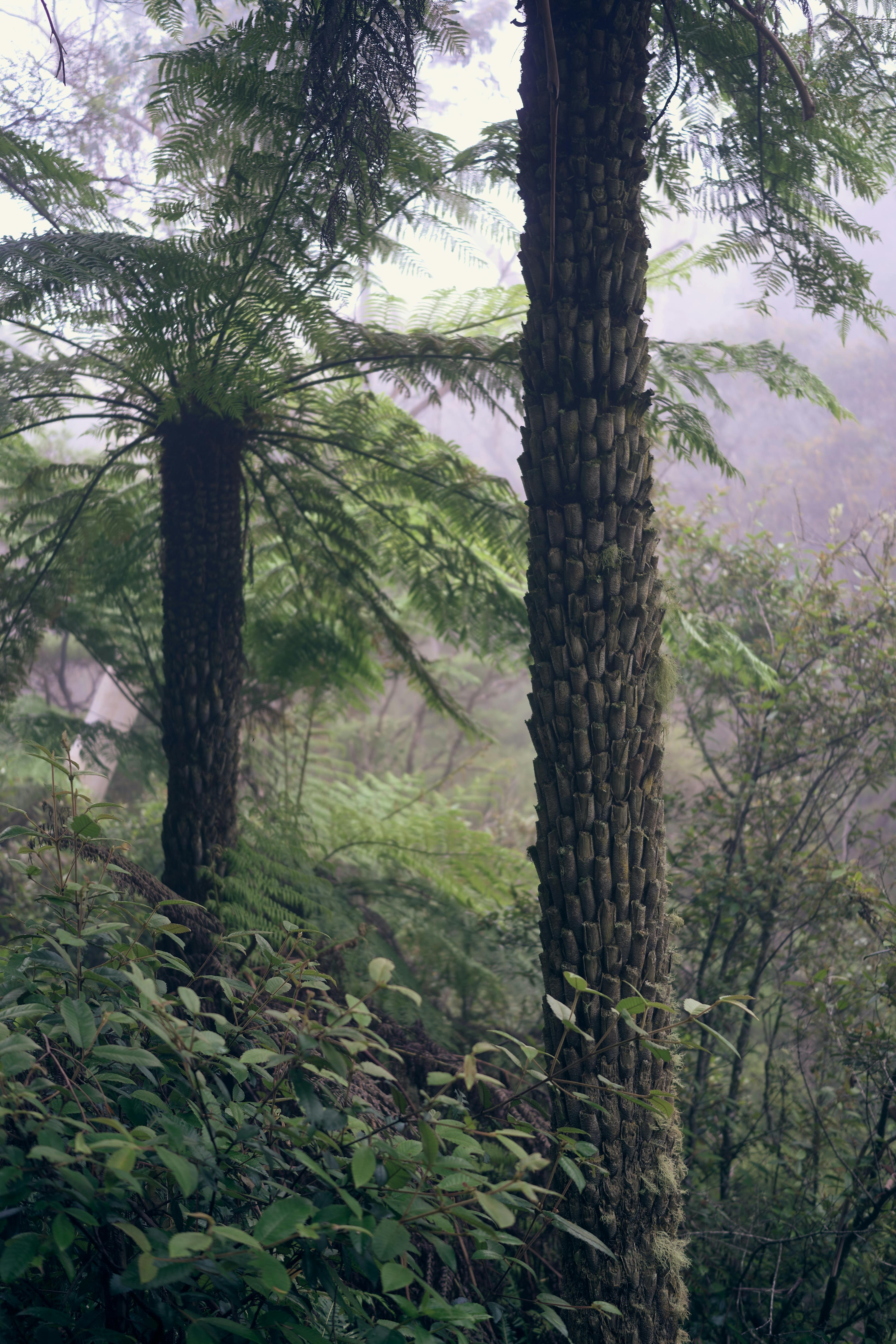 What is the tallest Bush? 