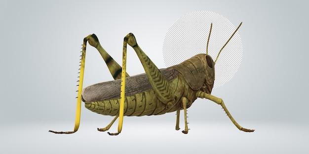 What is the trophic level of a grasshopper? 