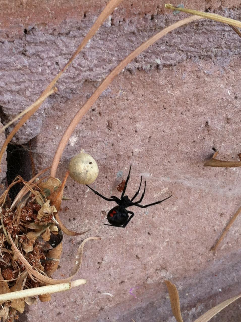 What kills black widows instantly? 