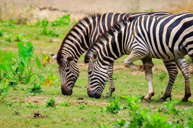 What kind of animals eat zebras? 