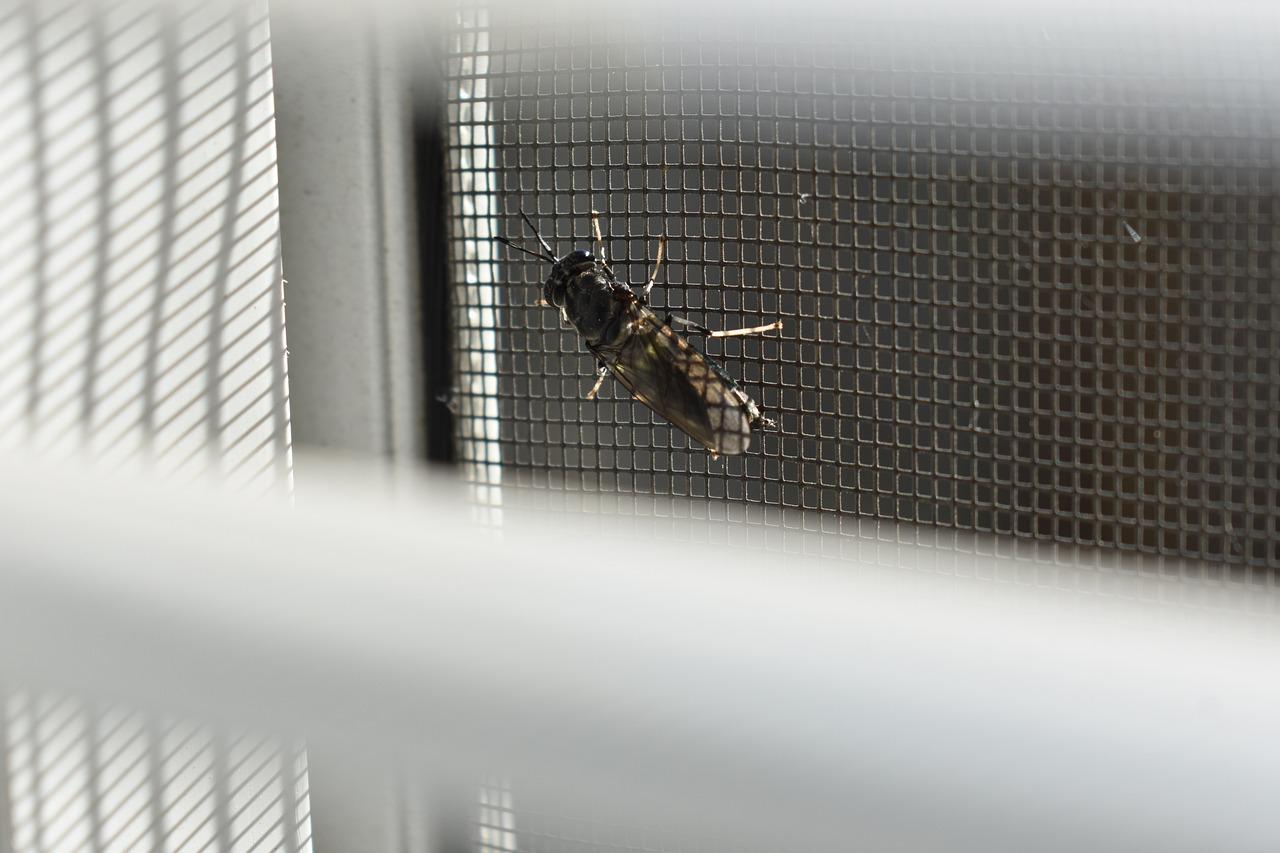 What kind of bugs eat window screens? 