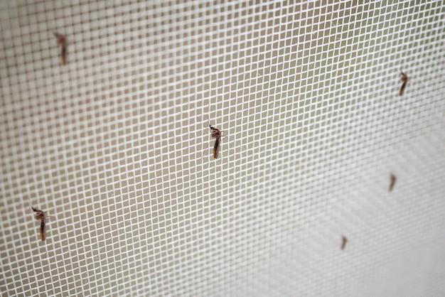 What kind of bugs eat window screens? 