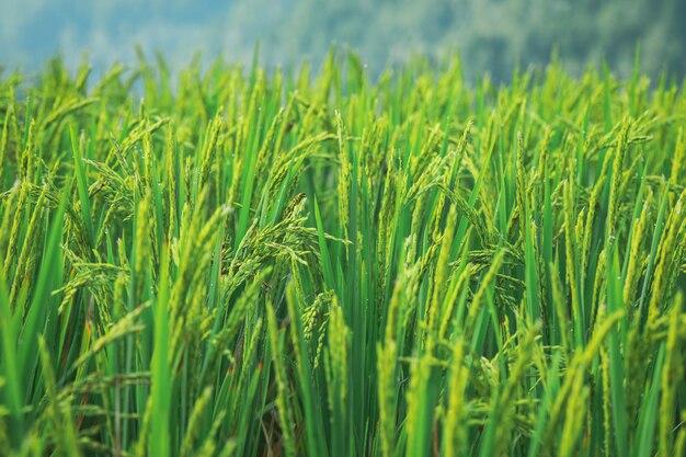 What kind of climate is best for growing rice? 