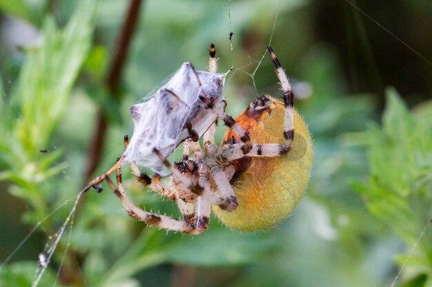 What makes arthropods so successful? 