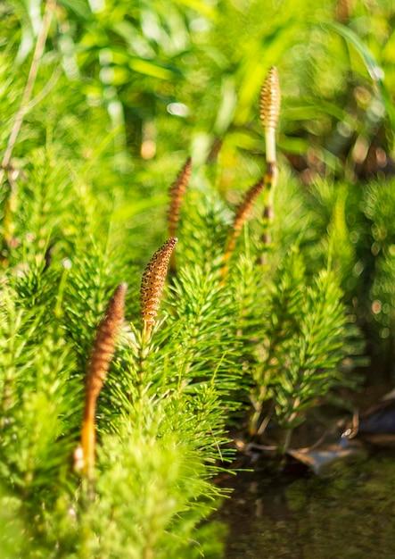 What do ferns club mosses and horsetails have in common? 