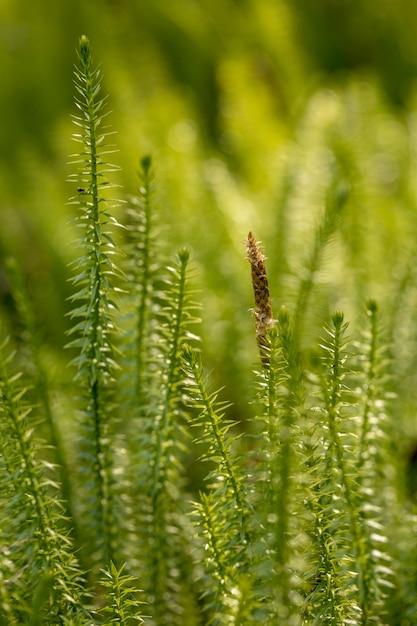 What do ferns club mosses and horsetails have in common? 