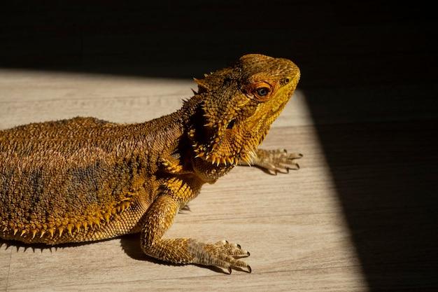 What reptile does not need a heat lamp? 
