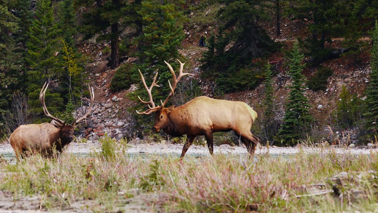 What is the difference between Rocky Mountain elk and Roosevelt elk? 
