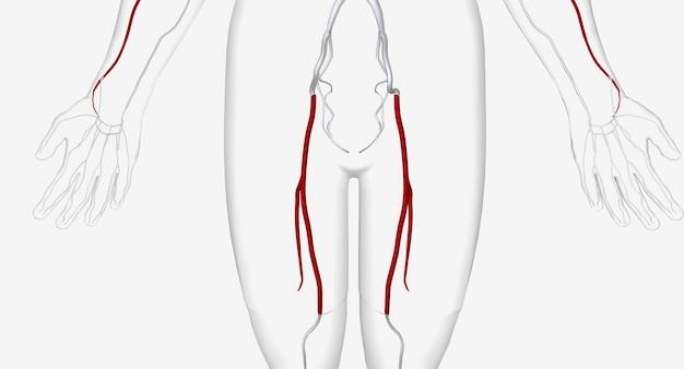 What side is your femoral artery on? 