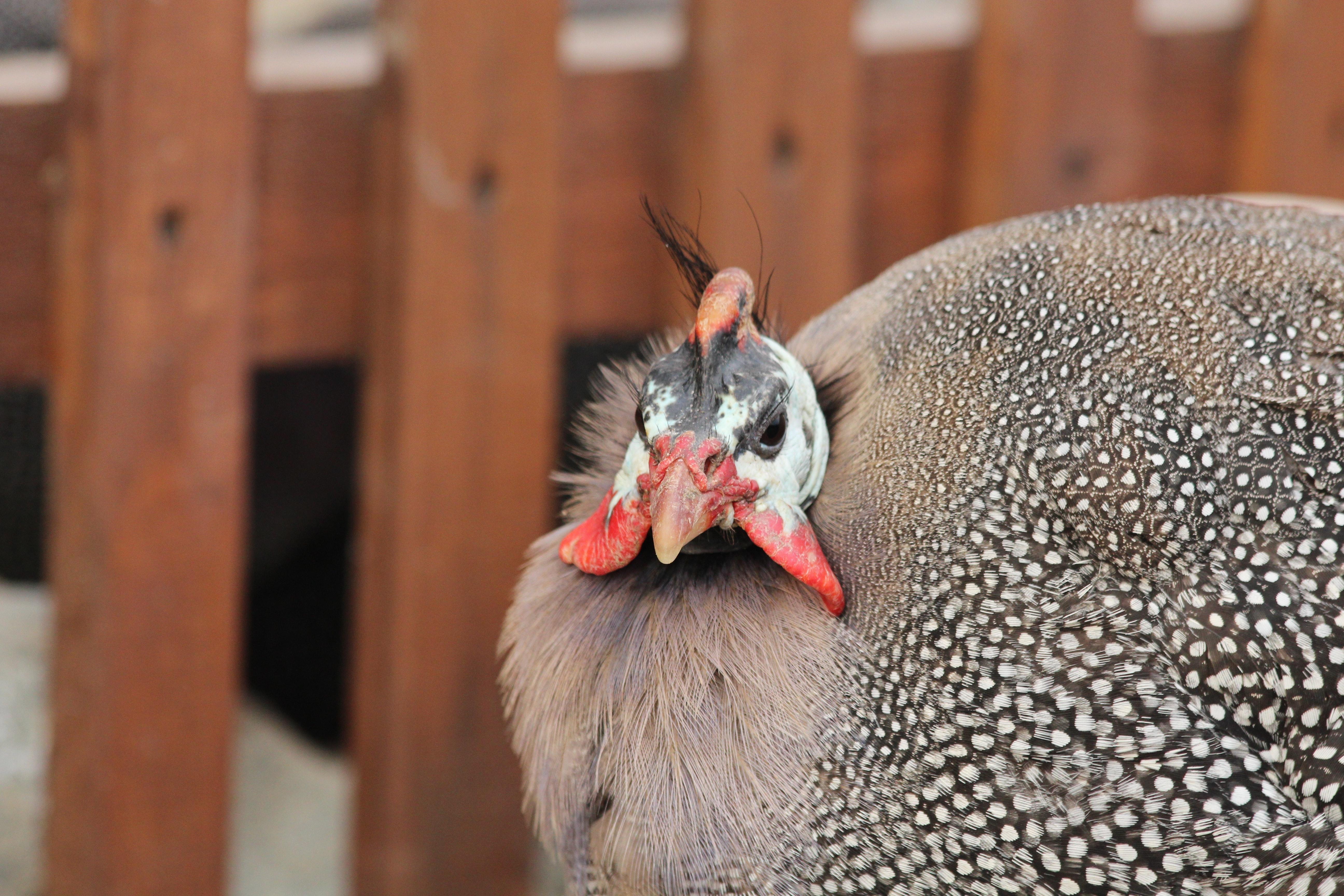 What sound does a female guinea fowl make? 