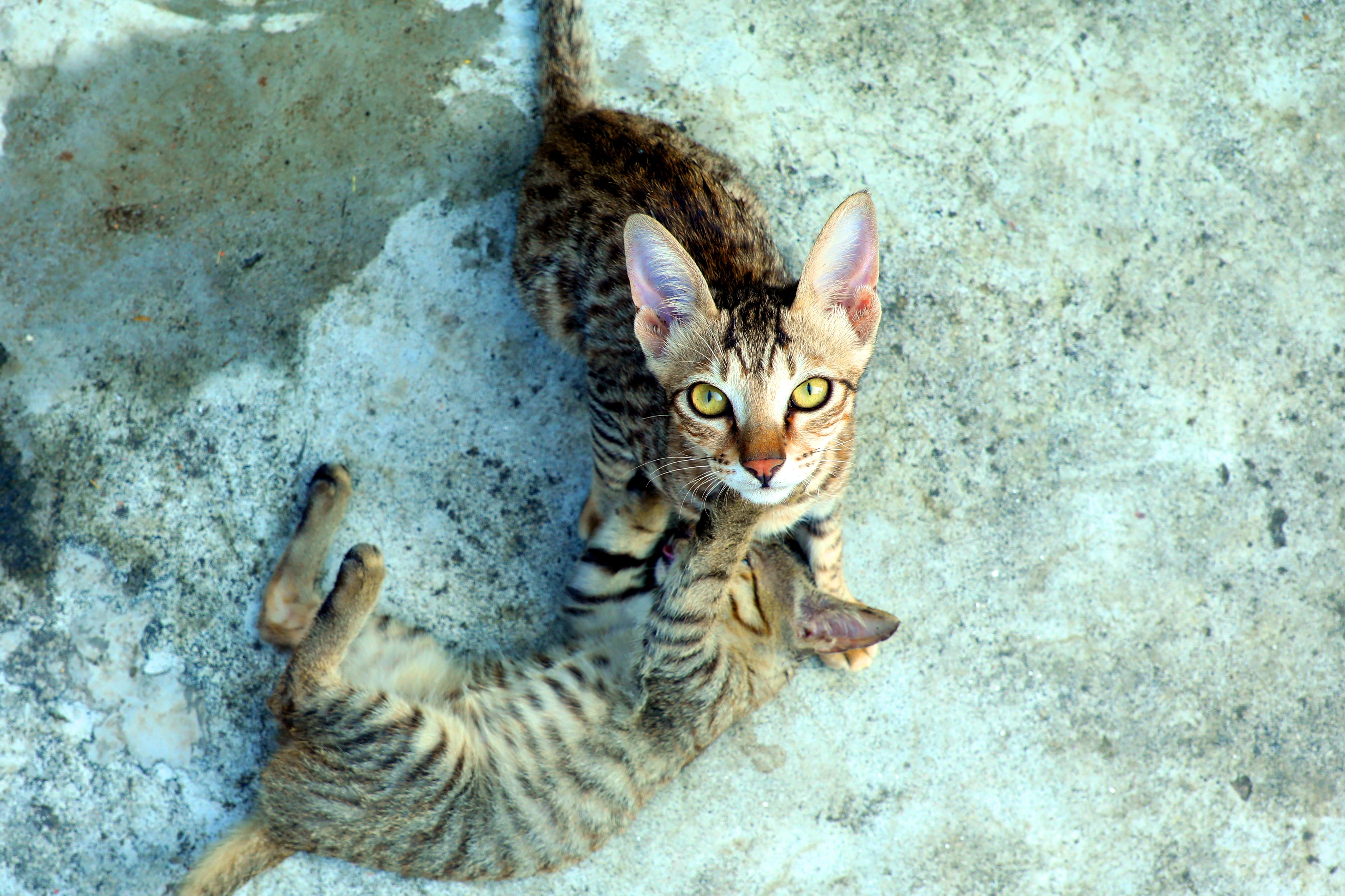 What states do not allow Savannah cats? 