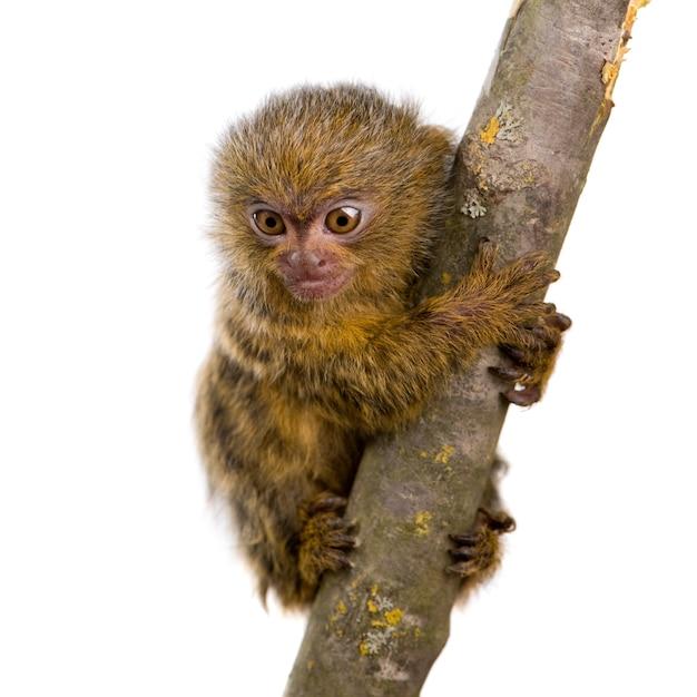 What states is it legal to have a finger monkey? 