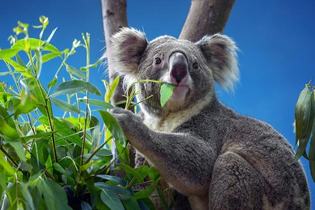 What type of food do koalas eat? 