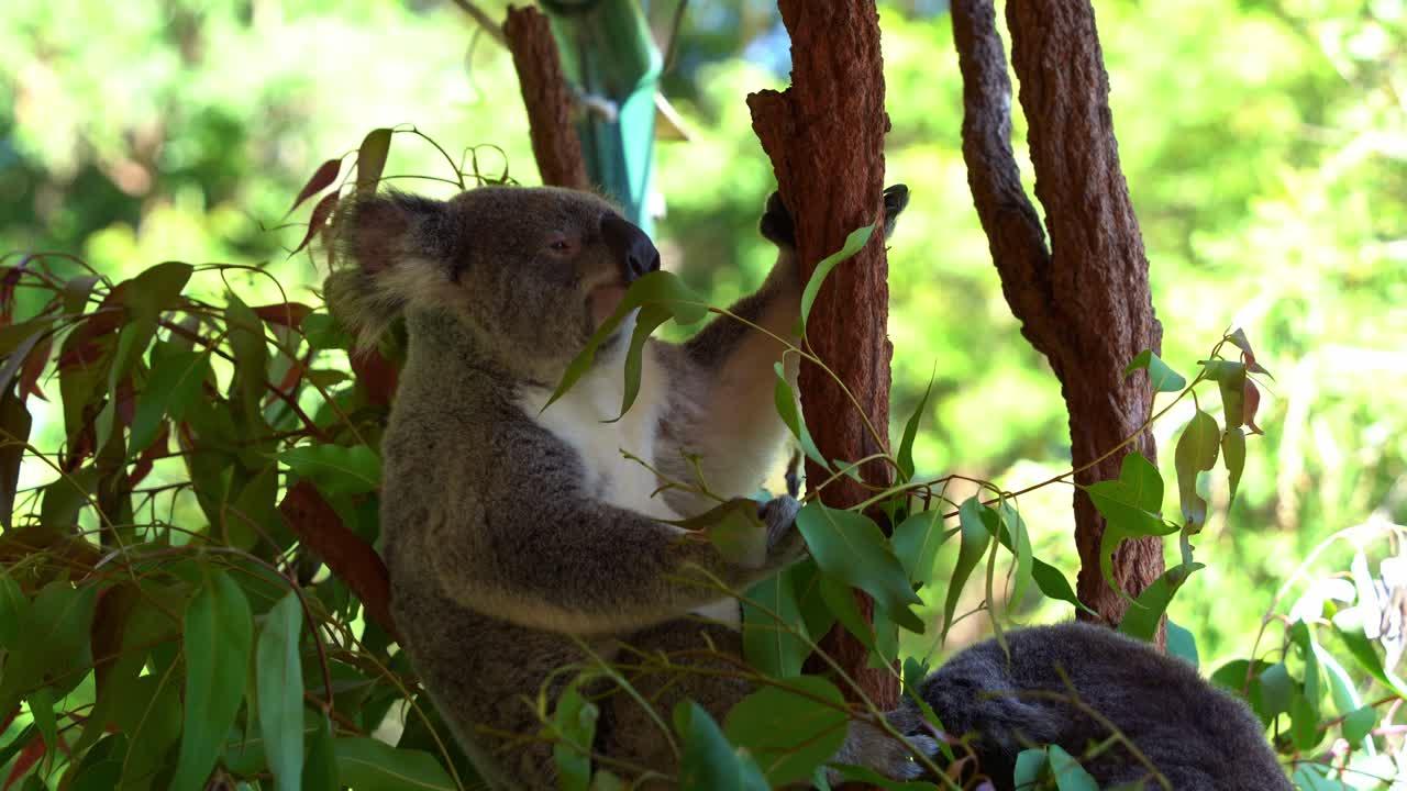 What Type Of Food Do Koalas Eat Ap Pgecet