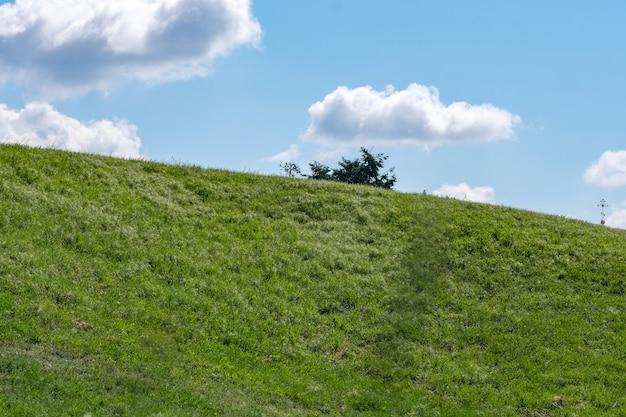 What type of natural vegetation covers most of Canada? 