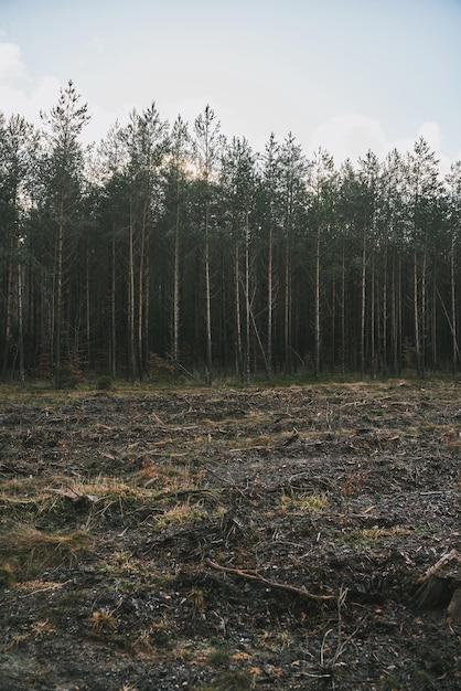 What will happen if all the forests disappear? 