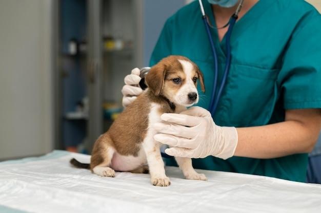 What are the pros and cons of becoming a veterinarian? 