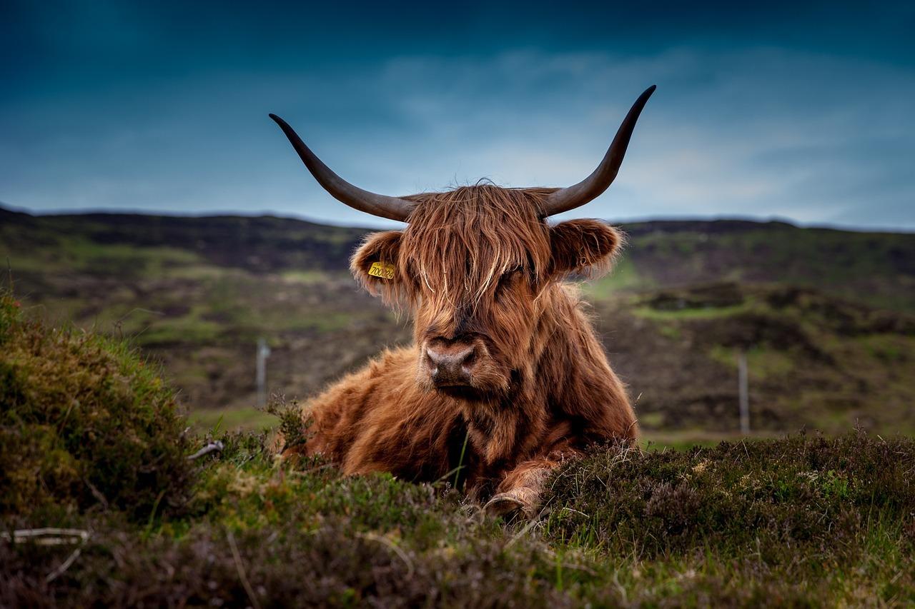 Where can Highland cattle live? 